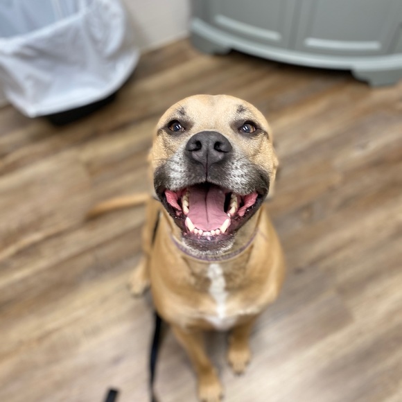 🎀Meet Your Posher!🎀 - Picture 3 of 4